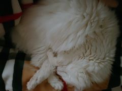 -PETKIT 小佩宠物·低压洗护·美容·寄养(安远店)