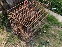 野鸡-上海多利农业发展有限公司