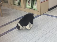 -瑞派名望24h动物医院异宠专科·猫专科·骨科·重症监护分院