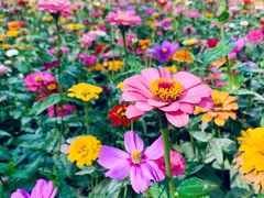 -上海共青森林公园