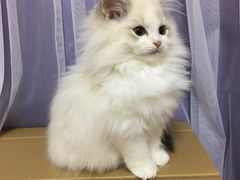 -Bastet sally猫舍购宠(静安店)