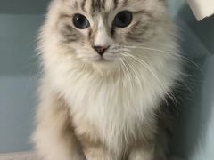 -纳吉亚猫专科动物医院·北北分院
