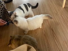-松果猫咖(桐乡吾悦金街店)