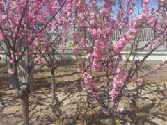 -马布尔莱斯食府(西红门店)