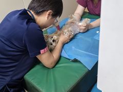 -美联众合爱康动物医院•复杂内科•肿瘤科•牙科•腔镜诊疗中心