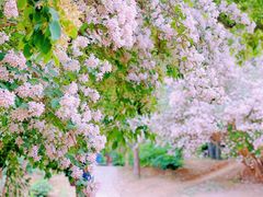 -国家植物园南园