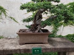 -拙政园