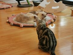 -momokira米努特·德文卷毛猫·棉花面纱犬