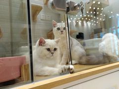 -momokira米努特·德文卷毛猫·棉花面纱犬