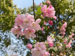 -高东镇樱花园