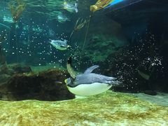 -悉尼海洋生物水族馆