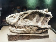 -自贡恐龙博物馆