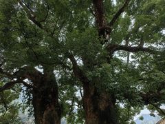 -杨家堂村