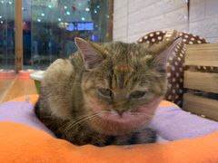 -龟与熊猫宠物公园(南坪店)