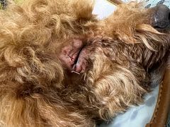 -爱侣宠医·鹦鹉专科·小型哺乳类·异宠专科(灵石路店)