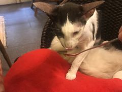 -猫色咖啡·猫咖
