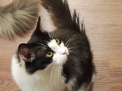 -楼上猫咖(罗湖店)