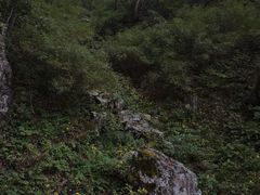 -牛背梁国家森林公园