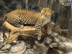 -陕西自然博物馆