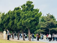 -小麦岛公园