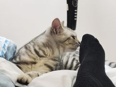 -lincat·猫舍(广州店)
