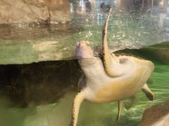 -萌宠奇缘(荣鼎店)