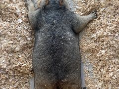 -怪兽屋·羊驼·猫咖·狗咖(俊华广场店)