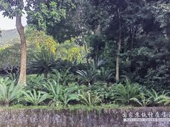 -深圳仙湖植物园