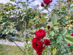 -人民公园(罗湖区)