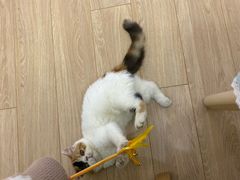 -70cat德文卷毛猫·缅因猫纯种猫舍