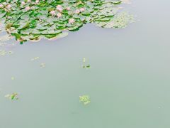 -水上明月·湖景餐厅