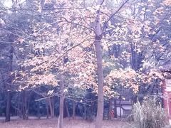 -东湖落雁景区