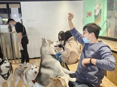 -Husky Go! 哈士奇体验馆·宠物咖啡厅狗咖