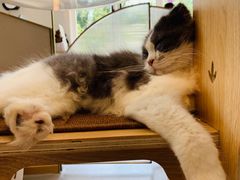 -飞行喵MR PILOT|猫舍·猫咖(静安大融城店)