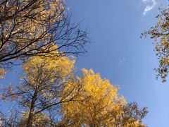 -金塔沙漠胡杨林景区