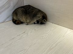 -浣熊柯尔鸭土拨鼠·电玩咖