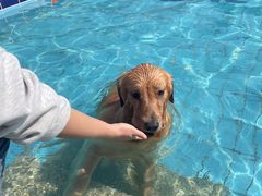 -趣玩宠物乐园寄养训犬训狗游泳池