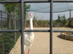 -盐城丹顶鹤湿地生态旅游区