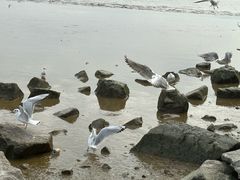 -深圳湾公园(南山区)