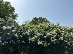 -上海滨江森林公园
