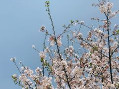 -新虹桥中心花园