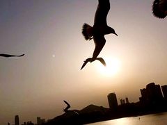 -星海湾跨海大桥