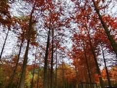 -合肥滨湖国家森林公园