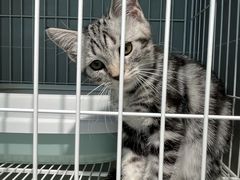 -翊宠yipet猫狗购宠庄园犬舍•猫舍