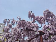 -嘉定紫藤园