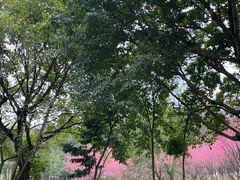 -龙头寺公园