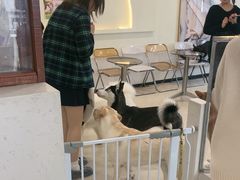 -共舞时光猫咖·狗咖(新街口店)