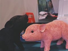 -WHEN PIGS FLY当猪飞