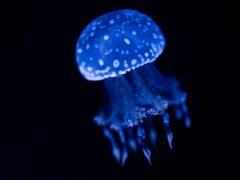 -乌鲁木齐海洋馆