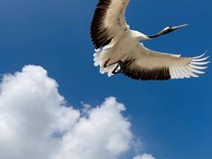 -盐城丹顶鹤湿地生态旅游区